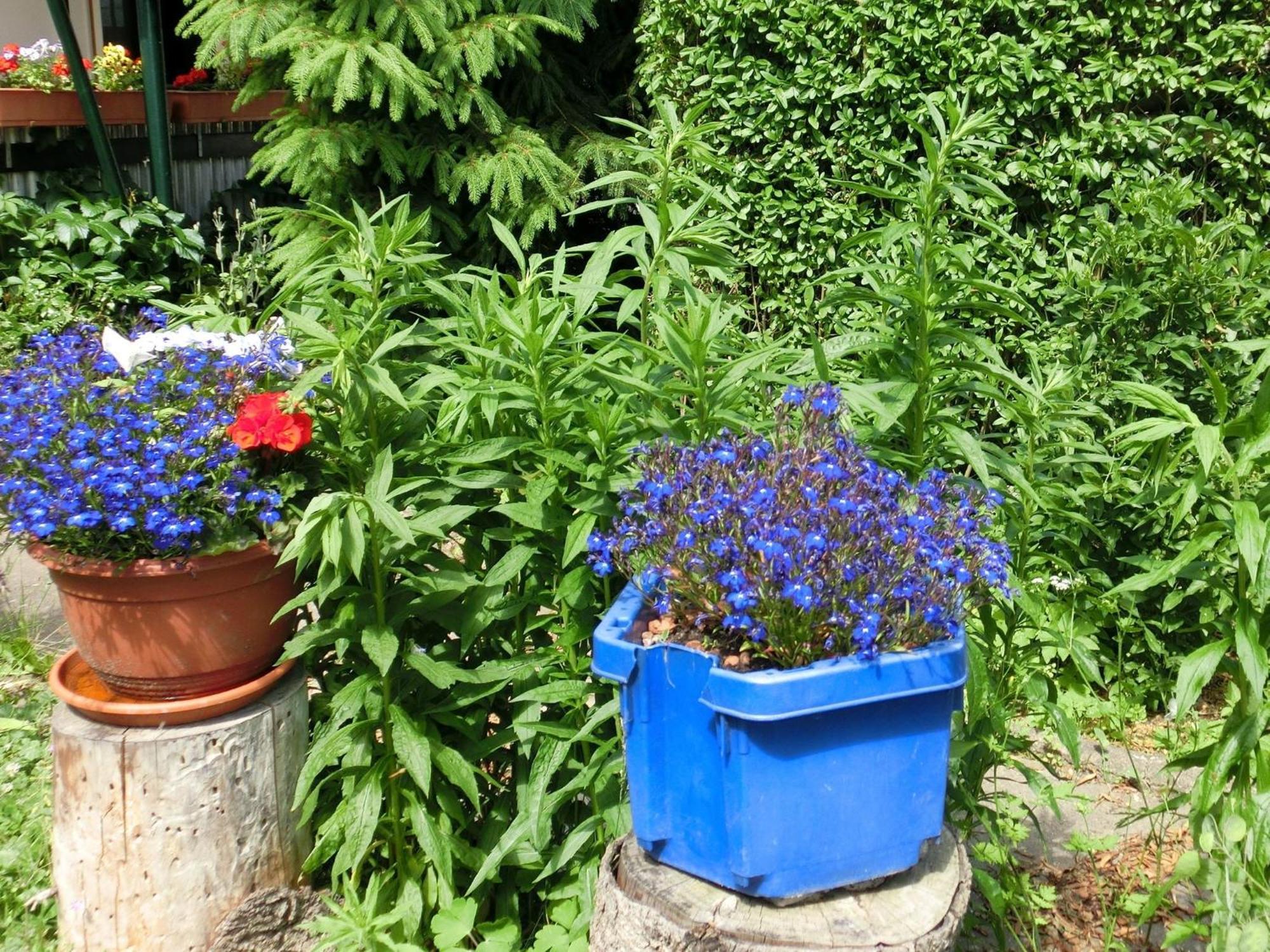 Holiday Home In Cattenstedt Harz With Garden Esterno foto